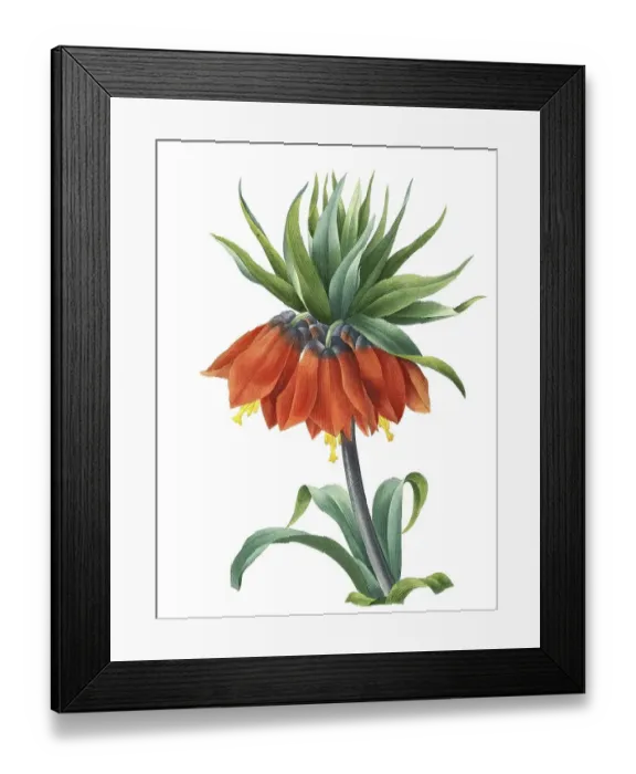Framed Print : Kaiser's crown (Fritillaria imperialis)
