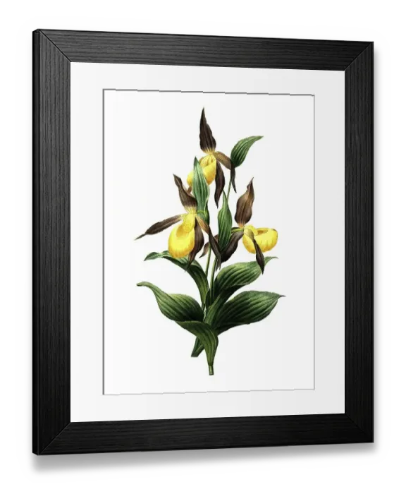 Framed Print : Yellow lady's slipper or yellow lady's slipper Framed Print : Yellow lady's slipper or yellow lady's slipper