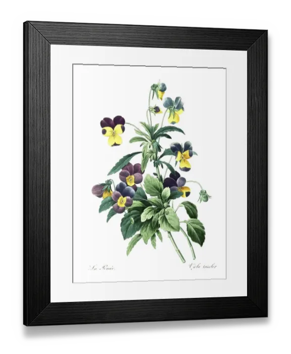 Framed Print : Heartsease (Viola tricolor), field violet Framed Print : Heartsease (Viola tricolor), field violet