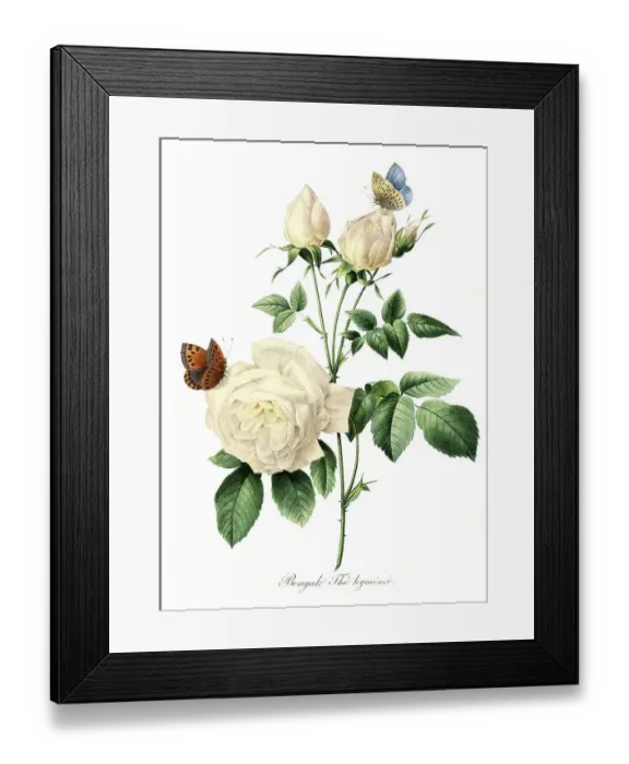 Framed Print : Bengale The hymenee, Hymene rose Framed Print : Bengale The hymenee, Hymene rose