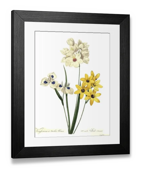 Framed Print : Vieylseuacie a Taches Bleues and Ixia var Framed Print : Vieylseuacie a Taches Bleues and Ixia var
