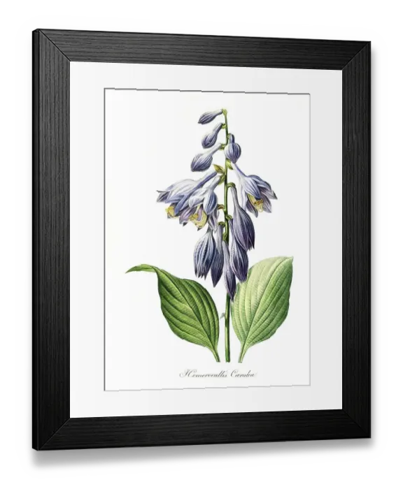 Framed Print : Blue daylily (Hemerocallis) caerulea Framed Print : Blue daylily (Hemerocallis) caerulea