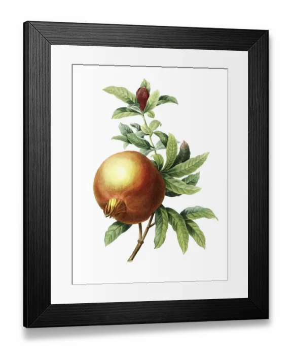 Framed Print : Grenadier punica, pomegranate (Punica granatum) Framed Print : Grenadier punica, pomegranate (Punica granatum)
