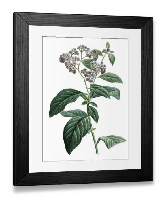 Framed Print : Heliotrophium corymbosum, white garden heliotrope (Heliotropium arborescens)