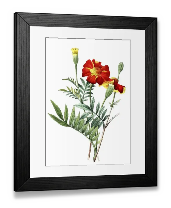 Framed Print : Tagetes, Eillet dinde, Student flower Framed Print : Tagetes, Eillet dinde, Student flower