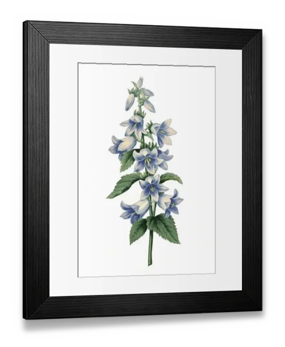 Framed Print : Mountain bellflower (Campanula) collina