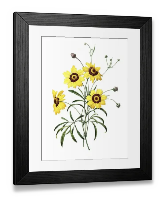 Framed Print : Girl's Eye, Coreopsis, also known as Beautiful Face