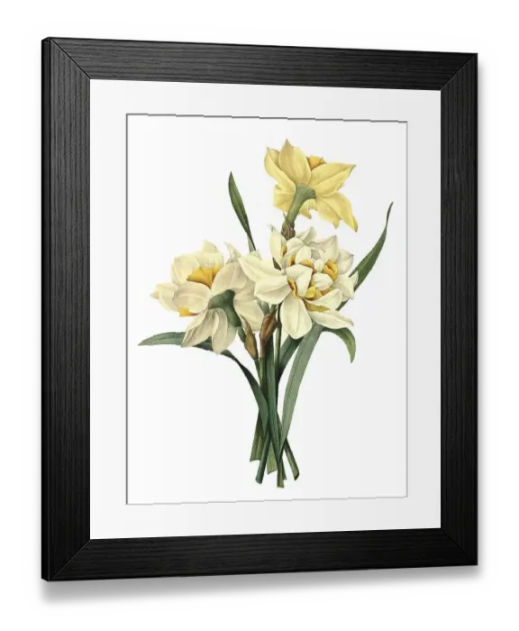 Framed Print : Narcissus gouani, narcissus, daffodil Framed Print : Narcissus gouani, narcissus, daffodil