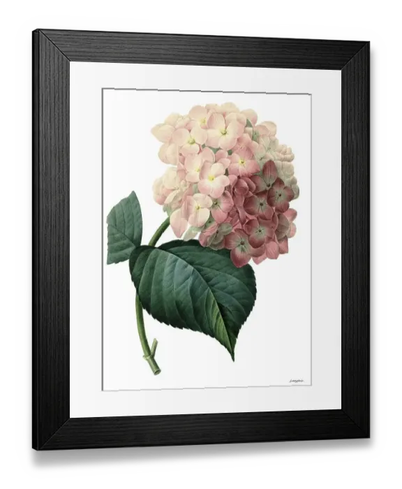 Framed Print : Bigleaf hydrangea (Hydrangea macrophylla) Framed Print : Bigleaf hydrangea (Hydrangea macrophylla)