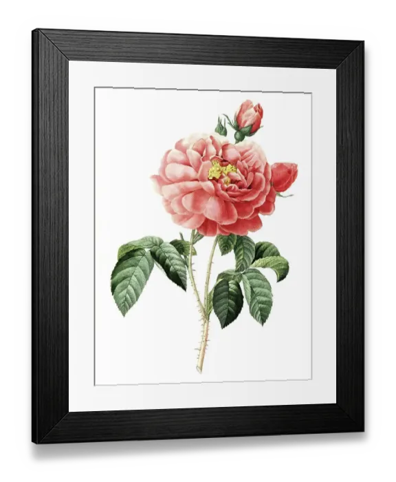 Framed Print : Vinegar Rose, Gallica Rose, Rosa gallica Framed Print : Vinegar Rose, Gallica Rose, Rosa gallica