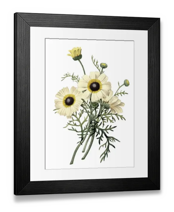 Framed Print : Colourful usurious flower (Ismelia carinata) Framed Print : Colourful usurious flower (Ismelia carinata)