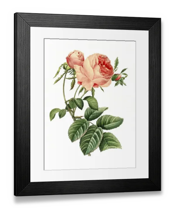 Framed Print : Rose, provence rose (Rosa centifolia) Framed Print : Rose, provence rose (Rosa centifolia)