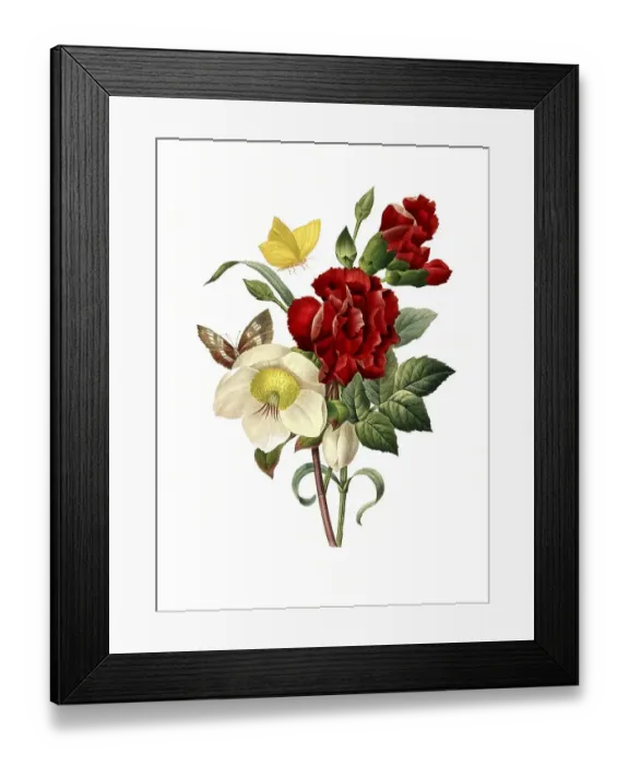Framed Print : Snow lily, hellebore (Helleborus) niger and red-flowered tagetes Framed Print : Snow lily, hellebore (Helleborus) niger and red-flowered tagetes