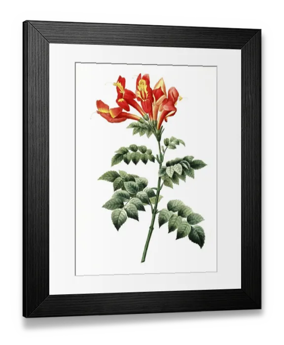 Framed Print : Bignonia capensis, a plant species of the genus Bignonia within the trumpet tree family
