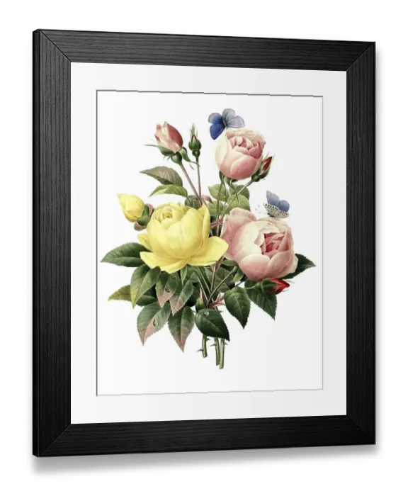 Framed Print : Rose, rose varieties, Rosa lutea and Rosa indica variation