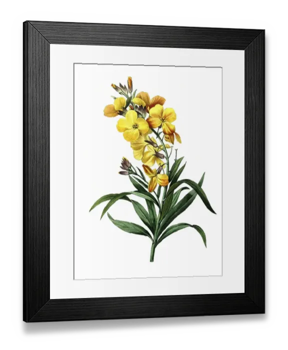 Framed Print : Golden varnish, Erysimum cheiri Framed Print : Golden varnish, Erysimum cheiri