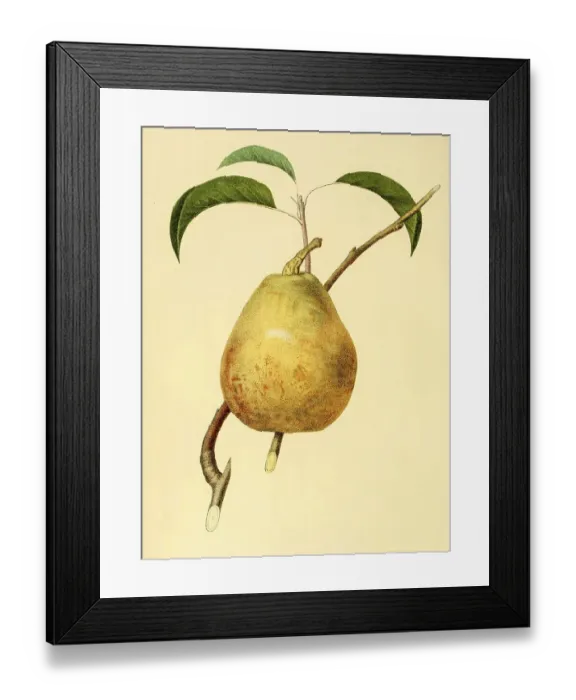 Framed Print : The Beurre dAremberg pear, variety was found by Abbot Deschamps in an orphanage garden in Enghien