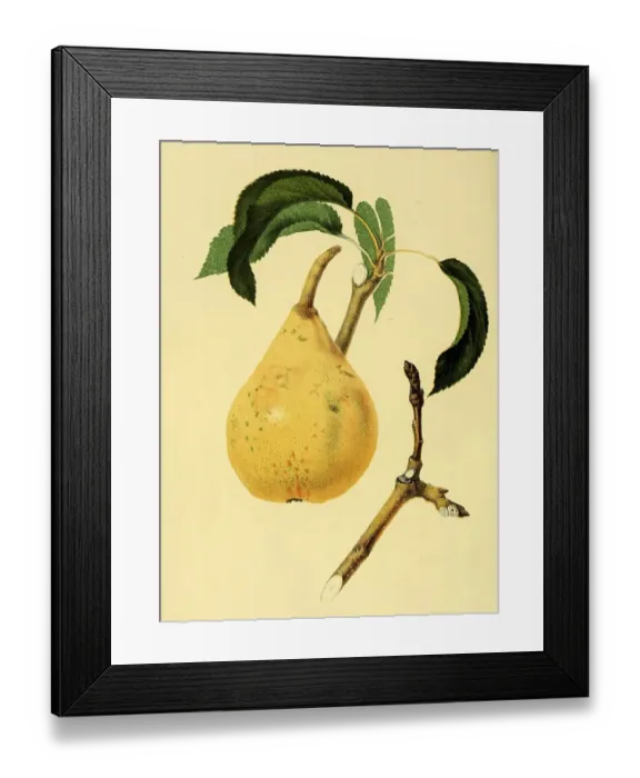 Framed Print : Pear of the Vicompte de Spoelberch Pear variety Framed Print : Pear of the Vicompte de Spoelberch Pear variety