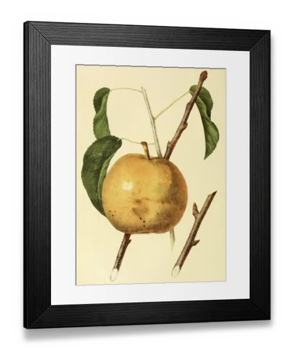 Framed Print : The Sieulle Pear, Digitally prepared reproduction of a watercolour drawing from 1856