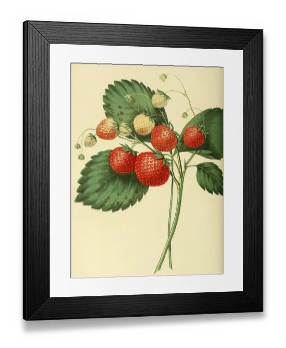 Framed Print : Strawberry of the Boston Pine Strawberry variety Framed Print : Strawberry of the Boston Pine Strawberry variety