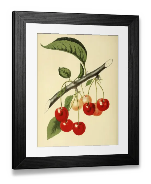 Framed Print : The Late Duke Cherry, digitally processed reproduction of a watercolour drawing from 1856