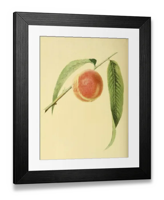 Framed Print : Peach of the Early York Peach variety Framed Print : Peach of the Early York Peach variety