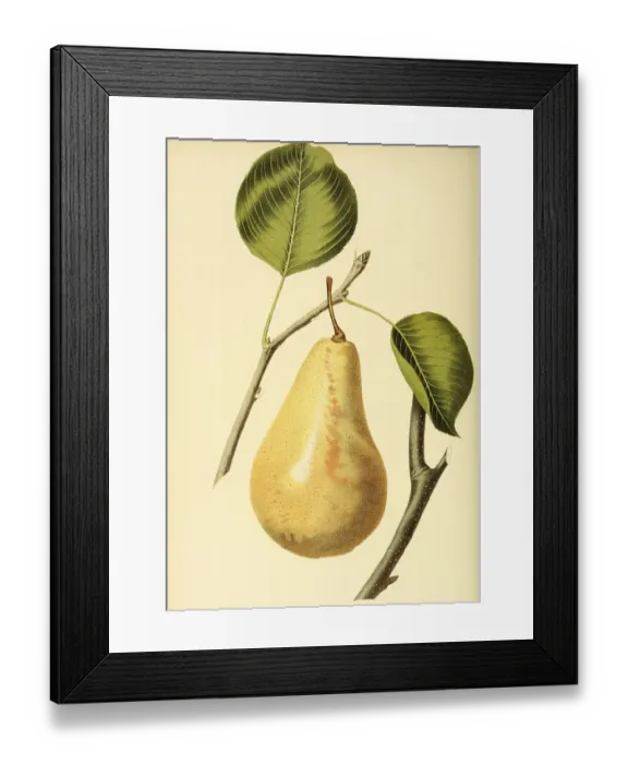 Framed Print : Pear of the LeCure Pear variety Framed Print : Pear of the LeCure Pear variety