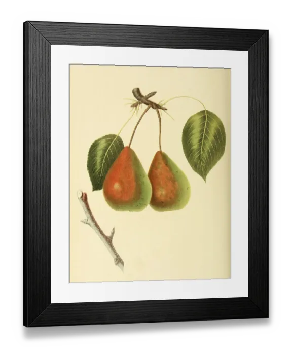 Framed Print : Pear of the Rostiezer Pear variety Framed Print : Pear of the Rostiezer Pear variety