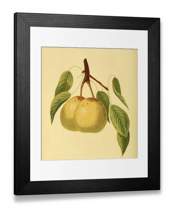 Framed Print : Pear of the Dearborns seedling variety