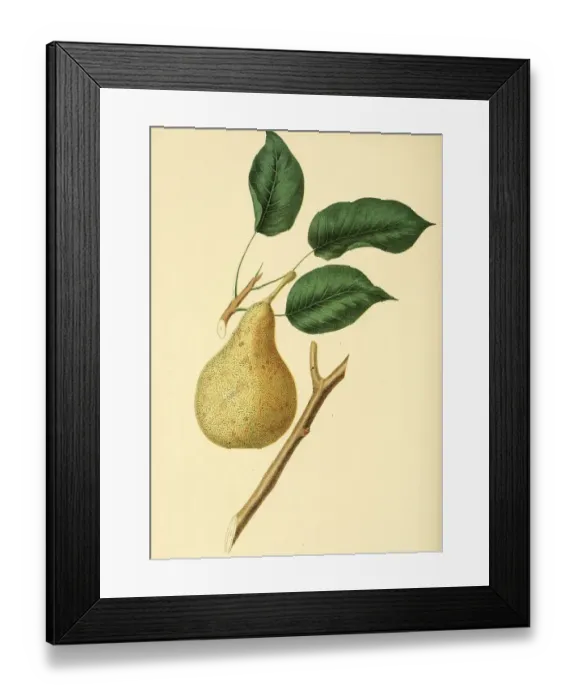 Framed Print : Pear of the Las Canas Pear variety