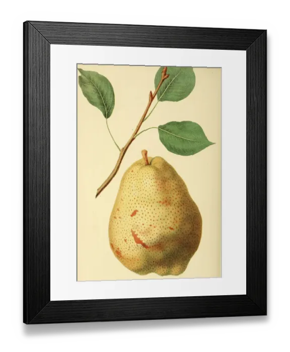 Framed Print : European pear (Pyrus communis) Duchesse dAngouleme Framed Print : European pear (Pyrus communis) Duchesse dAngouleme