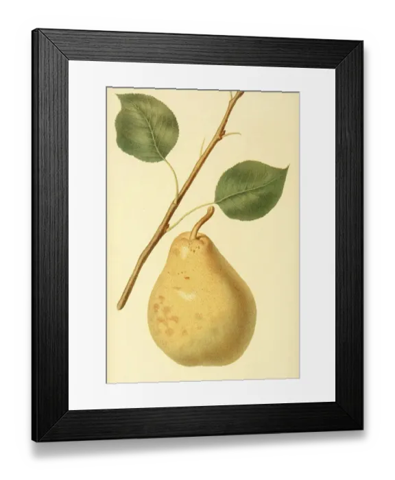 Framed Print : Pear of the variety, the Beurre diel Pear Framed Print : Pear of the variety, the Beurre diel Pear