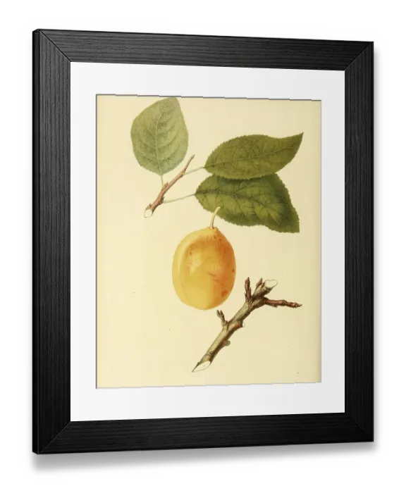 Framed Print : Plum of the Coes Golden variety