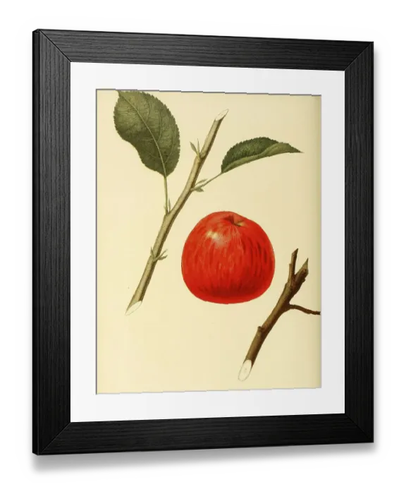 Framed Print : Apple of the Benoni Apple variety