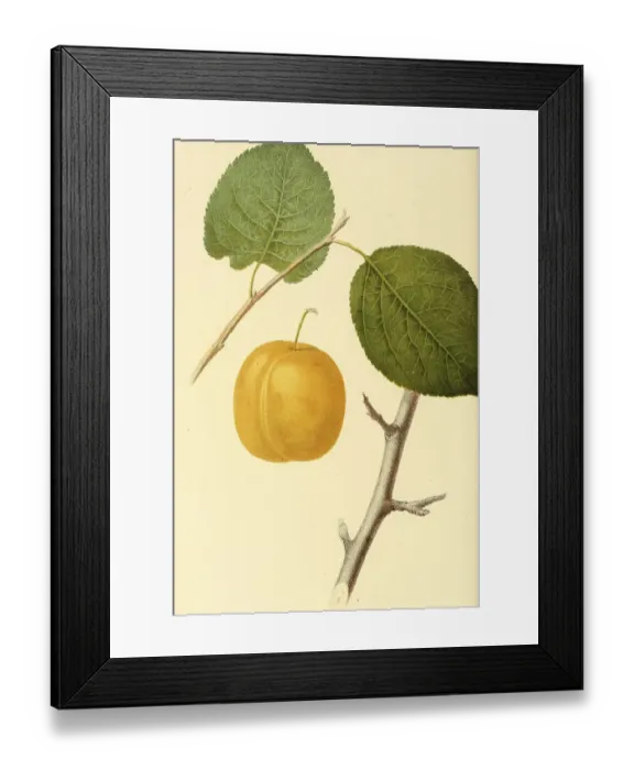 Framed Print : Plum of the Washington Plum variety Framed Print : Plum of the Washington Plum variety