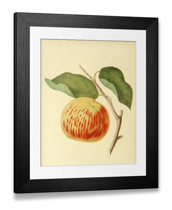 Framed Print : Apple of the variety the Gravenstein Apple