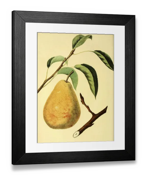Framed Print : Pear of the Columbia Pear variety Framed Print : Pear of the Columbia Pear variety