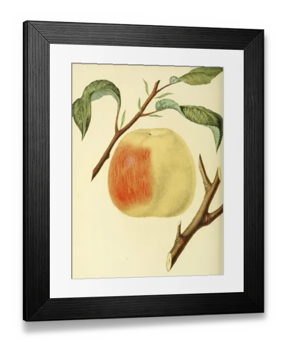 Framed Print : Apple of the Hawley Apple variety Framed Print : Apple of the Hawley Apple variety