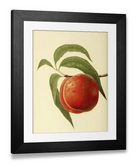 Framed Print : Peach of the Jacques Peach variety Framed Print : Peach of the Jacques Peach variety