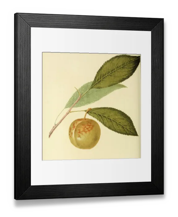Framed Print : Green Gage Plum, digitally processed reproduction of a watercolour drawing from 1856