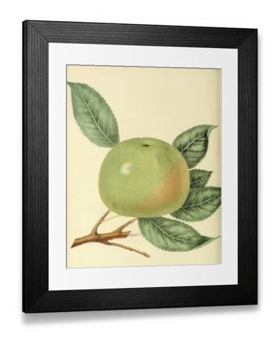 Framed Print : Rhode Island Greening Apple, digitally processed reproduction of a watercolour drawing from 1856 Framed Print : Rhode Island Greening Apple, digitally processed reproduction of a watercolour drawing from 1856