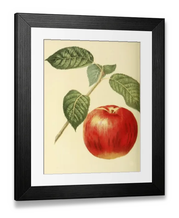 Framed Print : Apple of the Lady Sweet Apple variety Framed Print : Apple of the Lady Sweet Apple variety