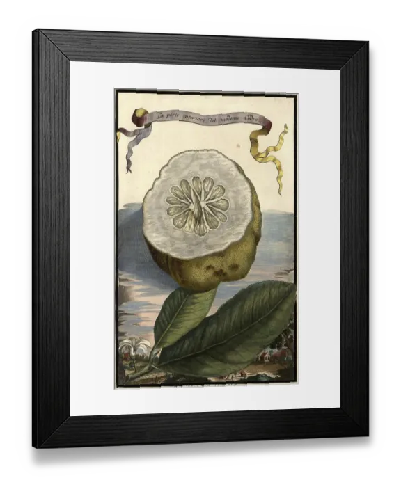 Framed Print : Citrus fruit, La parte interiore del medemo cedro and the shooting range at Werth and the churchyard Framed Print : Citrus fruit, La parte interiore del medemo cedro and the shooting range at Werth and the churchyard
