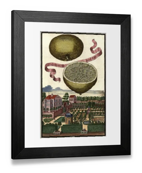 Framed Print : Citrus fruit, Bergamotto della grand sorte and Veillhof
