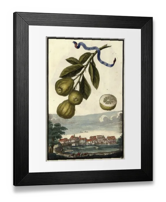 Framed Print : Citrus fruit, Limoni peretti and place to stone Framed Print : Citrus fruit, Limoni peretti and place to stone