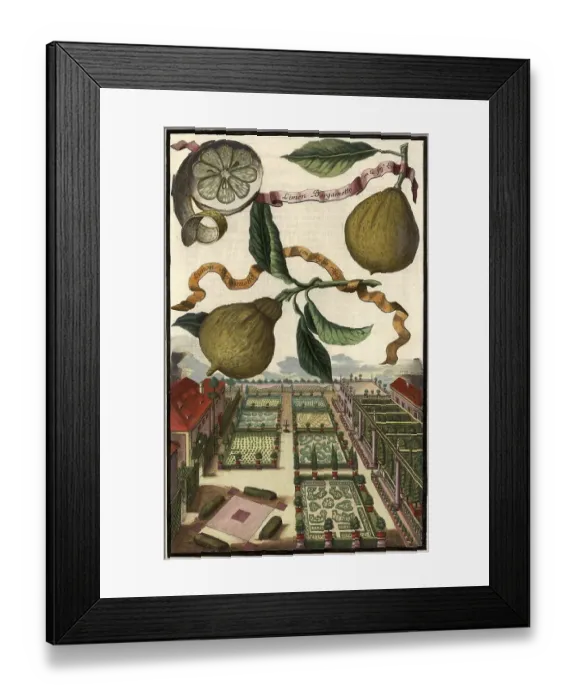 Framed Print : Citrus fruit, Limon Bergamotto and Limon Bergamotto con foglia rizza and garden landscape