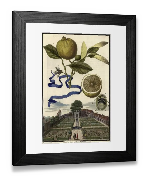 Framed Print : Citrus Fruit, Lima dolce and Garden of Doctor Silberrad