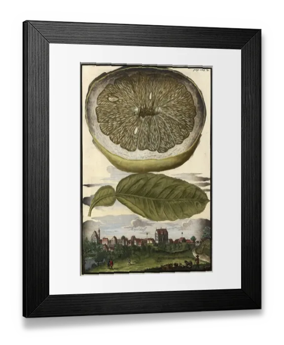 Framed Print : Citrus fruit, lemon and Moegeldorf