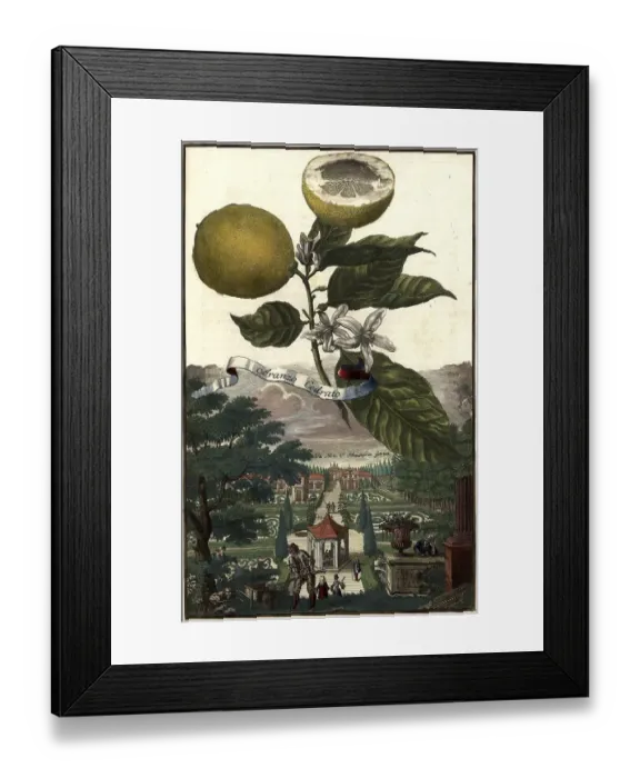 Framed Print : Citrus fruit, Aranzo Cedrato and the Schmaussen Garden