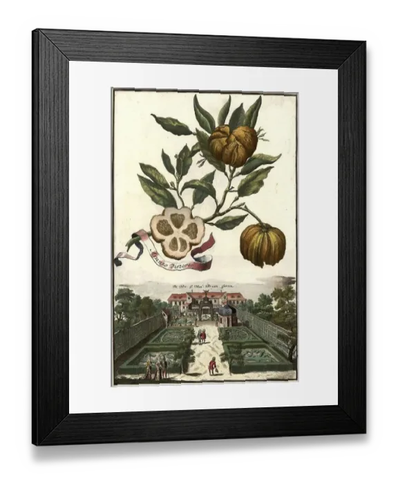 Framed Print : Citrus fruit, Aranza distorto and manor house G Framed Print : Citrus fruit, Aranza distorto and manor house G